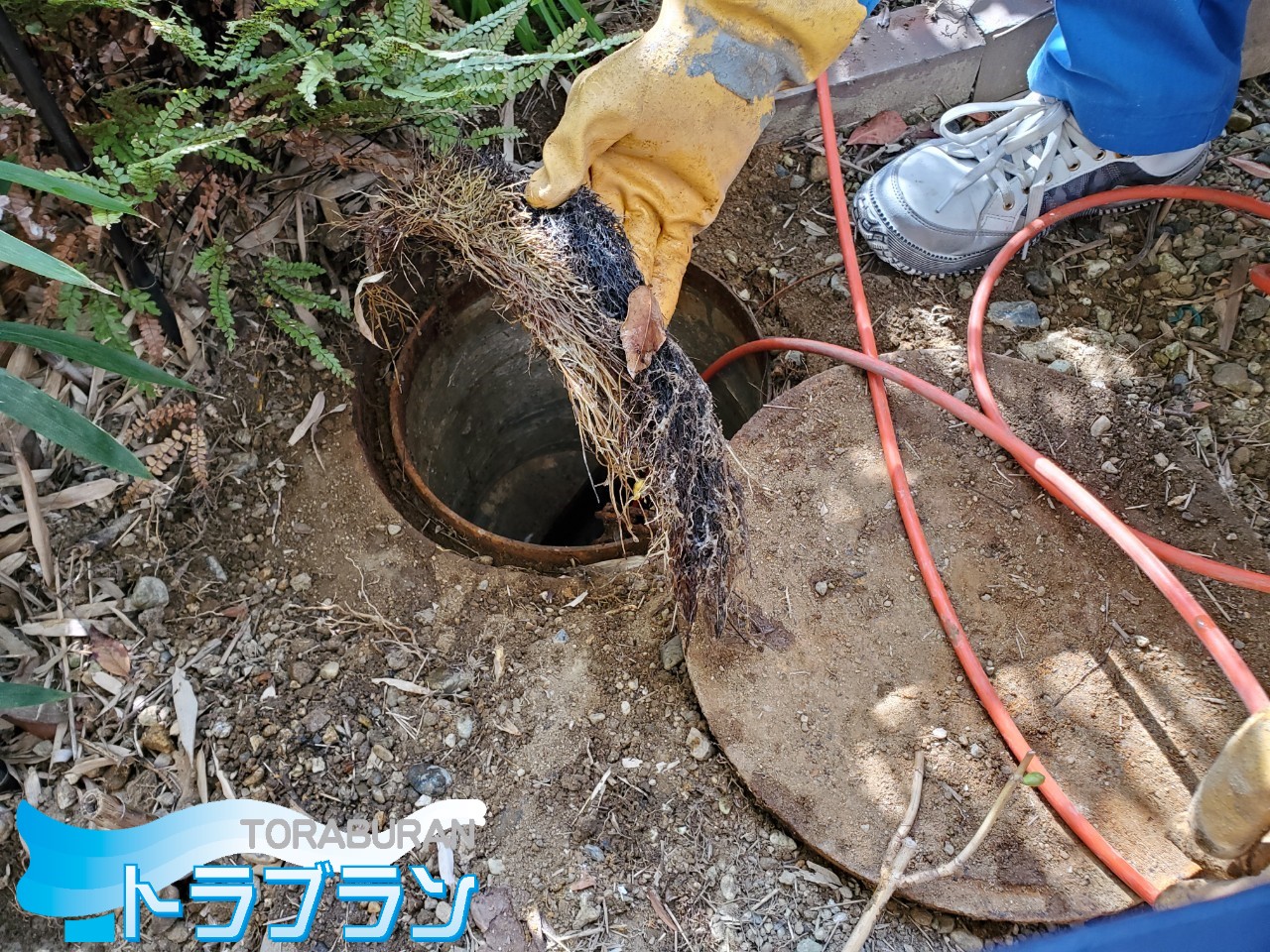 排水桝 根っこ 高圧洗浄 解消作業 神戸市 トラブラン