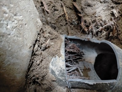 桝と配管の接続部分 植物の根 詰まり 水漏れ 原因 西宮市 トラブラン